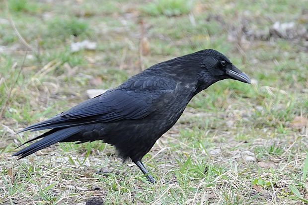 vrana túlavá západoeurópska čierna  Corvus corone corone
