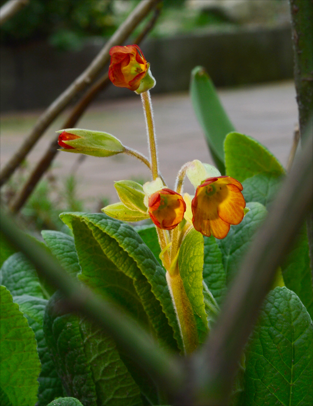 prvosienka Primula sp.