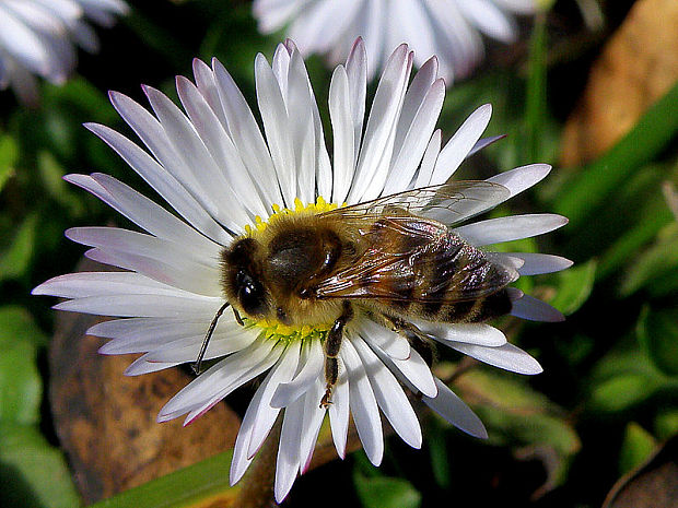 včela medonosná Apis mellifera L., 1758