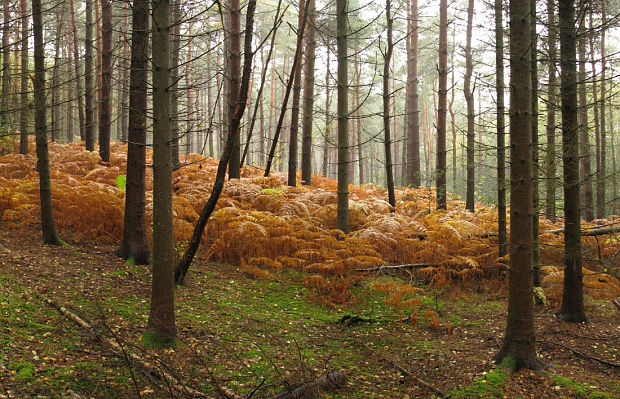 jesenný les s orličníkom (East Sussex)