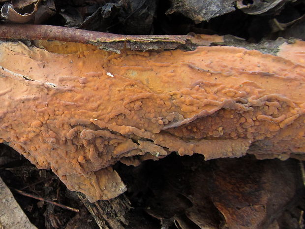 kornatka mäsovočervená Peniophora incarnata (Pers.) P. Karst.
