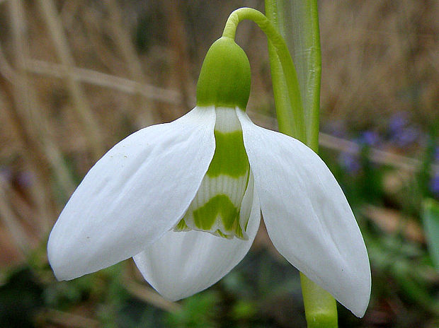 snežienka elwesova Galanthus elwesii Hook. f.