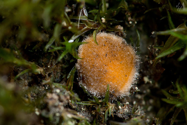kvapka zimná Octospora pseudoampezzana (Svrček) Caillet & Moyne