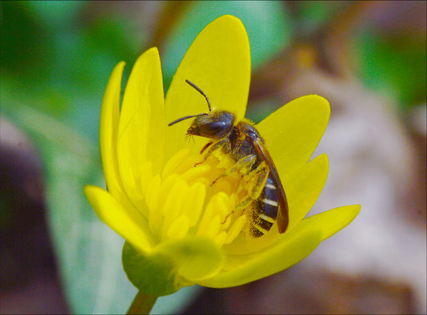včielka pásikavá Halictus quadricinctus  Halictidae, Hymenoptera