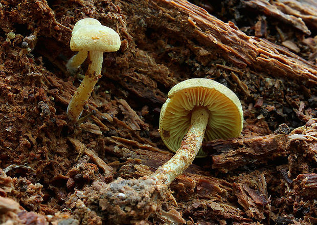 matovka Callistosporium pinicola Arnolds