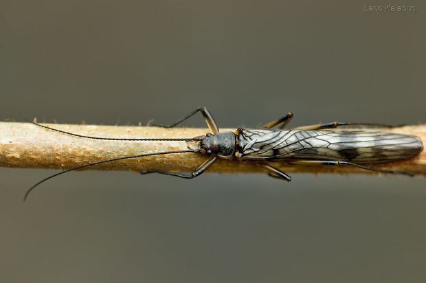 pošvatka dlhonohá  Brachyptera risi (Taeniopterygidae).