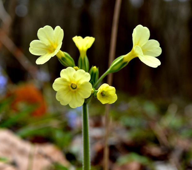 prvosienka vyššia  Primula elatior