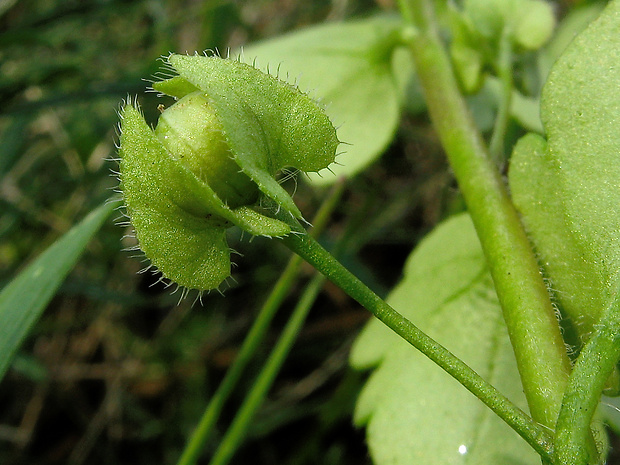 veronika brečtanolistá Veronica hederifolia L.
