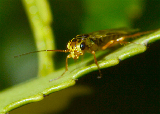 ihlovka borovicová Xyela julii  Hymenoptera, Xyelidae