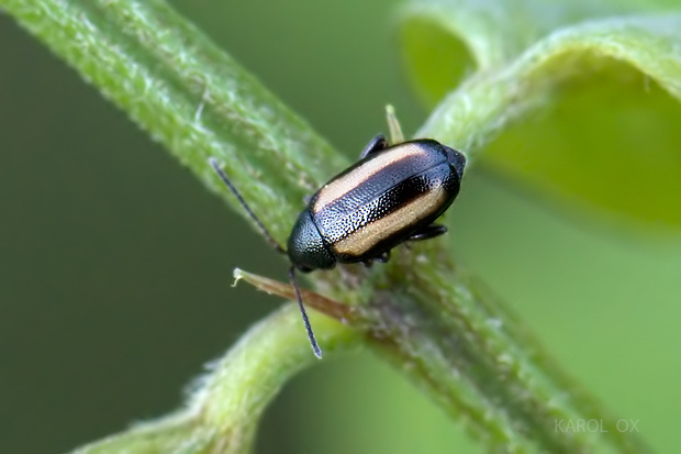 skočka Phyllotreta vittula