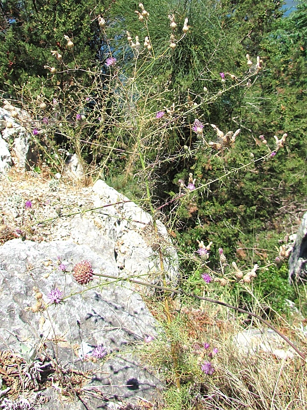 nevädzník Centaurea glaberrima