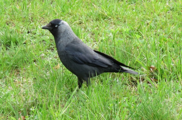 kavka obecná Corvus monedula