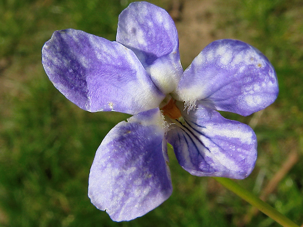 fialka Viola x scabra