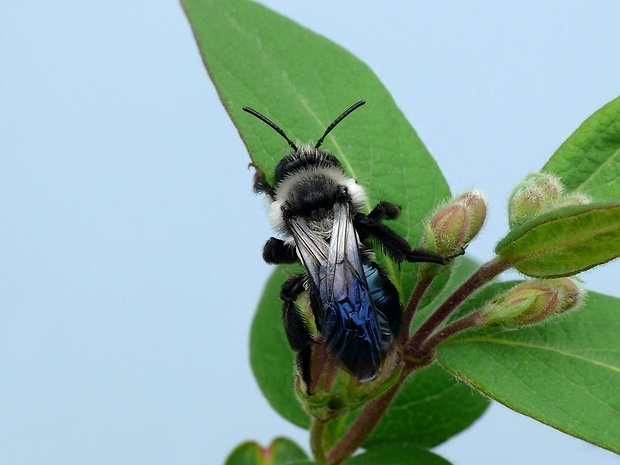 pieskárka (sk) / pískorypka popelavá (cz) Andrena cineraria Linnaeus, 1758
