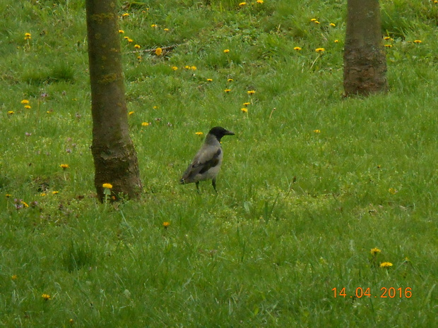 vrana túlava východoeuropska Corvus corona cornix