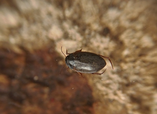 potápníček (cz) Hydroporus pubescens