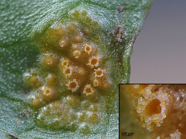 hrdzovec lipnicový Uromyces cf. poae Rabenh.
