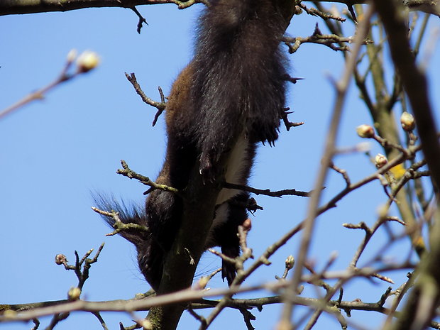 veverica stromová