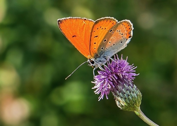 ohniváčik veľký Lycaena dispar