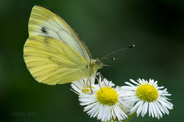 mlynárik repkový Pieris napi