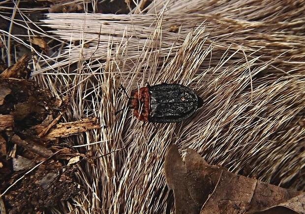 zdochlinár červenoštíty   /  mrchožrout rudoprsý  Oiceoptoma thoracicum Linnaeus, 1758