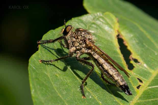 muchárka Dysmachus fuscipennis