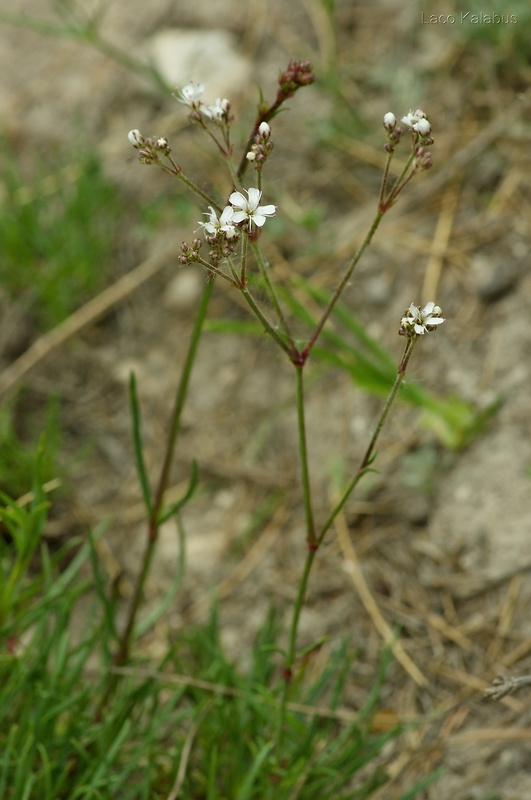 gypsomilka zväzkovitá piesočná Gypsophila fastigiata subsp. arenaria (Waldst. et Kit. ex Willd.) Domin