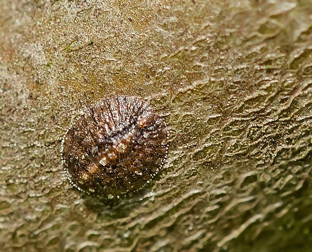 puklica ovocná Palaeolecanium bituberculatum larva