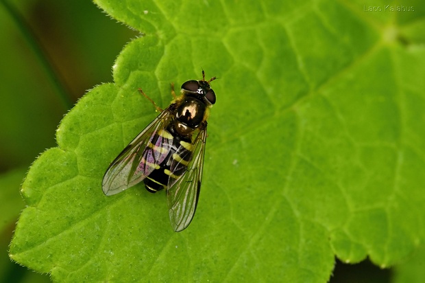 pestrica ♀  Dasysyrphus venustus  (Syrphidae)