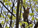 veverica stromová 