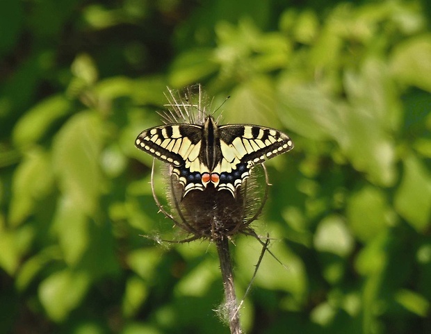 vidlochvost feniklový   /   otakárek fenyklový Papilio machaon Linnaeus, 1758