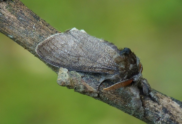 štetinavec orechový Calliteara pudibunda f.concolor