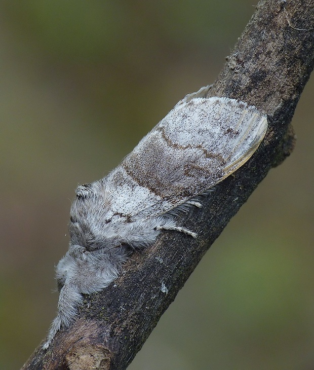 štetinavec orechový Calliteara pudibunda