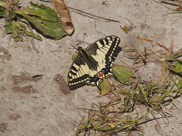 vidlochvost feniklový / otakárek fenyklový Papilio machaon Linnaeus, 1758