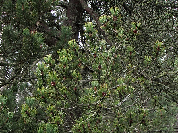 borovica barinná Pinus x rotundata Link