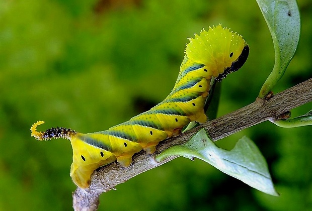 lišaj smrtkový Acherontia atropos