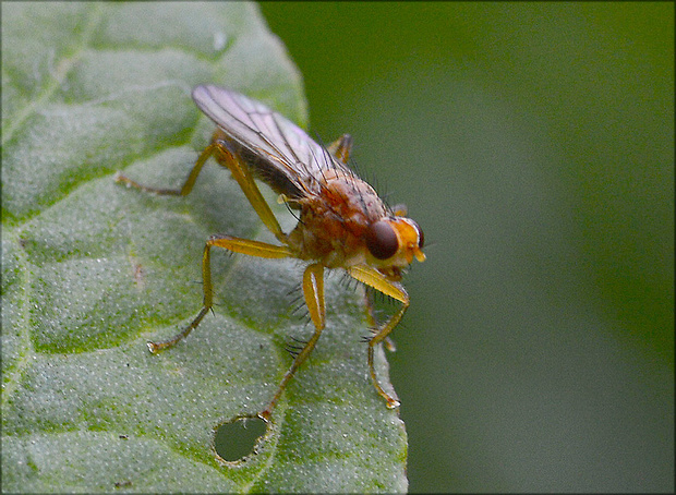 lajniarka Norellisoma spinimanum  (Scatophagidae)