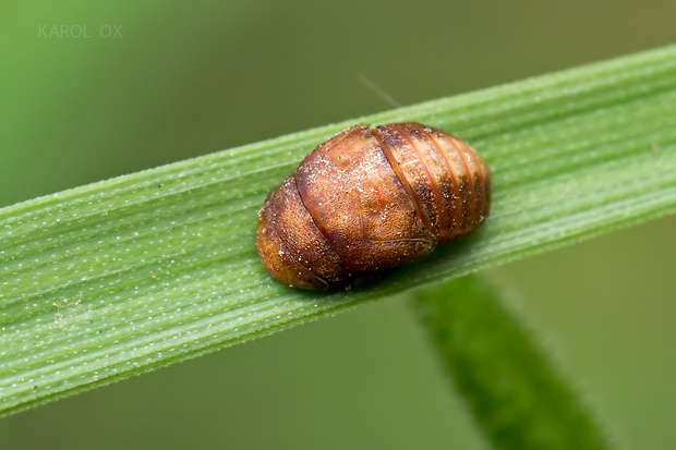 cikádka Penthimia nigra (larva)