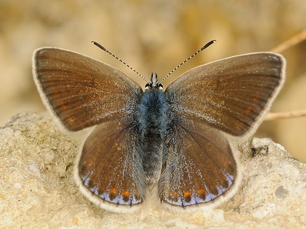 modráčik blankytný Polyommatus thersites
