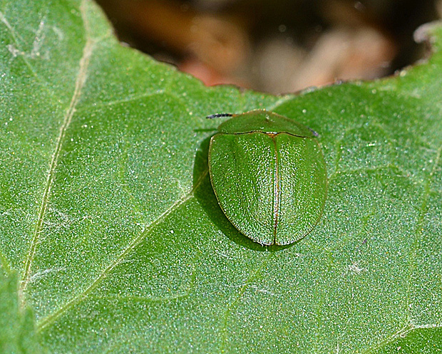 štítnatec zelený  Cassida viridis
