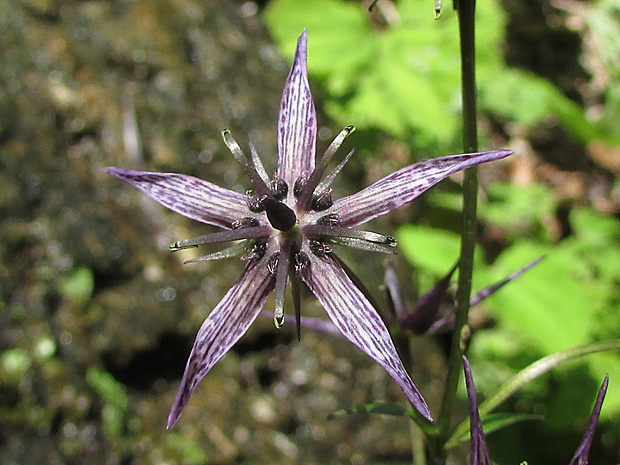 kropenáč trváci Swertia perennis L.