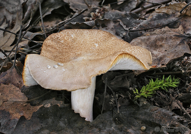 čírovka sivookrová Tricholoma scalpturatum (Fr.) Quél.