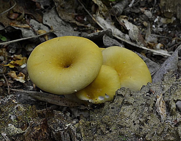 hliva lievikovitá citrónová Pleurotus citrinopileatus (Singer) Ohira