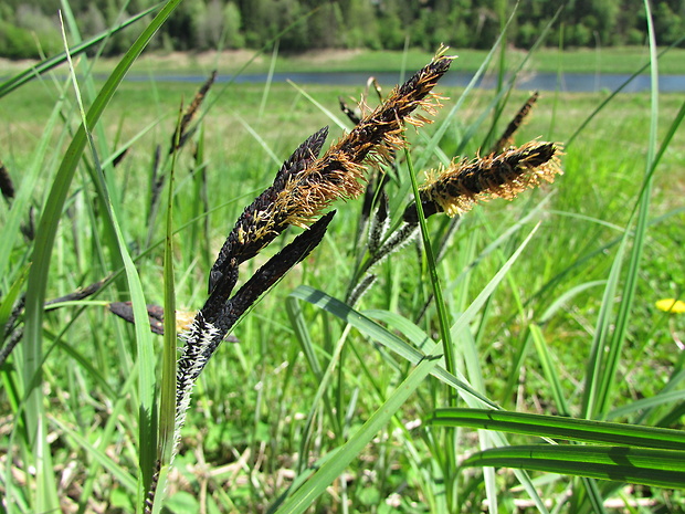 ostrica Carex acutiformis Ehrh.