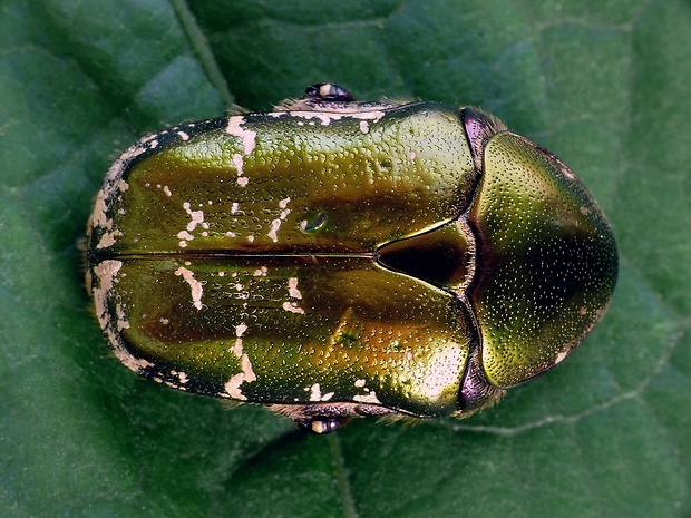zlatoň (sk) / zlatohlávek (cz) Protaetia metallica Herbst, 1782