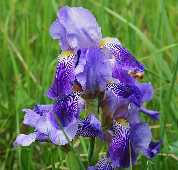 kosatec Iris sp. (Waldst. et Kit.) Hegi