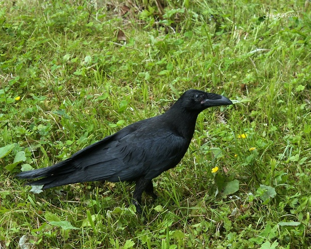 krkavec čierny  Corvus corax