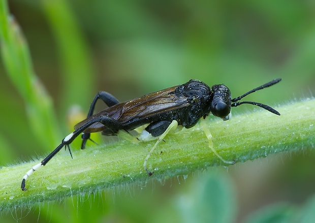 piliarka Macrophya montana