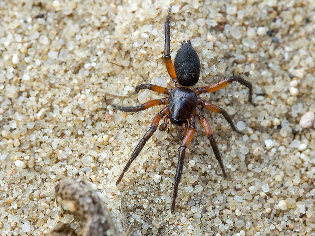 pavúk Gnaphosa bicolor