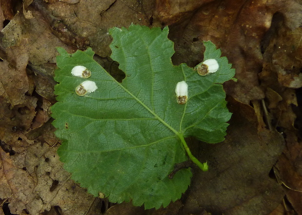 červec Pulvinaria sp. (Coccidae, Homoptera)